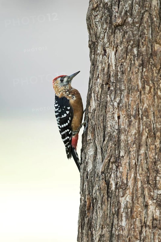 Rufous-bellied Woodpecker (Dendrocopos hyperythrus subrufinus) juvenile male foraging, Dornod Aimag, Mongolia