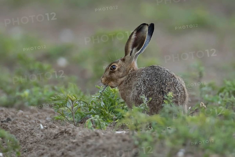European brown hare (Lepus europaeus) adult animal feeding on a plant in a farmland field, England, United Kingdom