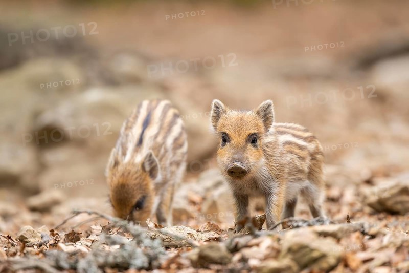 Wild boar (Sus scrofa) piglets standing in a forest, Bavaria, Germany