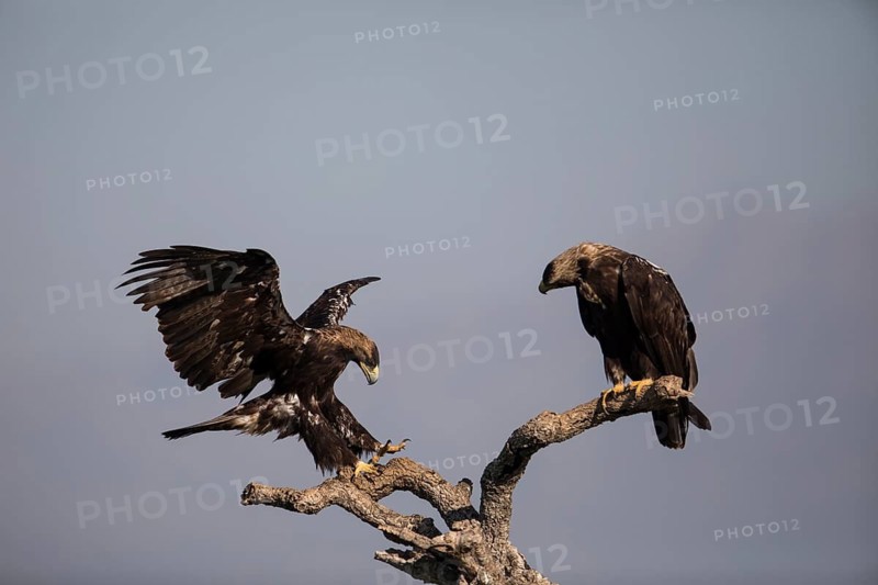 Iberian Eagle (Aquila adalberti), Spanish imperial eagle, Extremadura, Castilla La Mancha, Spain