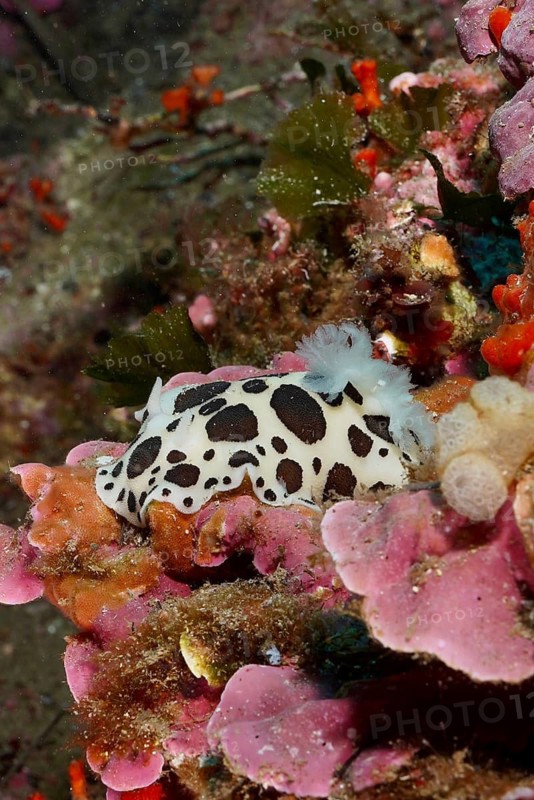 A black and white spotted nudibranch, leopard snail (Discodoris atromaculata), moving over pink algae, dive site peninsula Giens, Mediterranean Sea, Porquerolles, Provence, Côte d'Azur, France