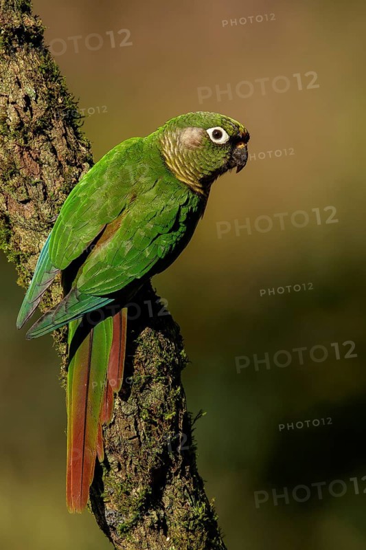 Maroon-bellied Parakeet (Pyrrhura frontalis) perched on a branch in the Atlantic Rainforest Region of Brazil