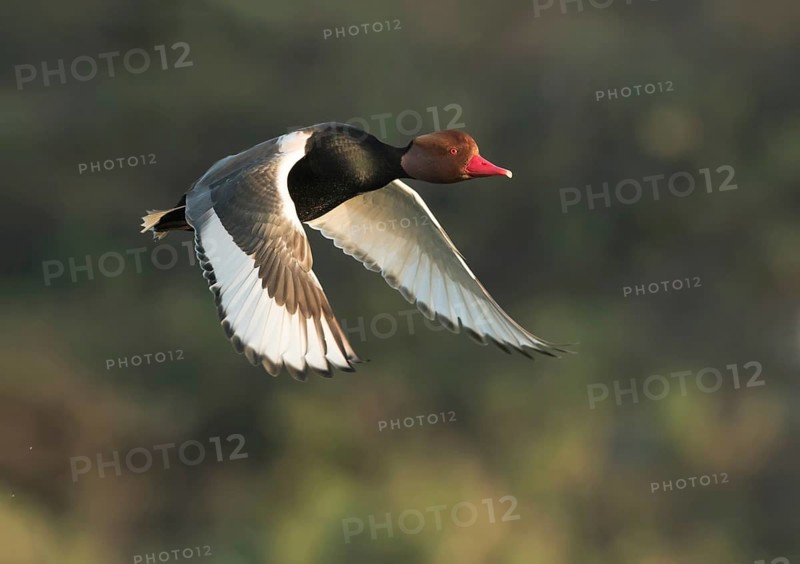 Red-crested Pochard (Netta rufina) male flying, West Bengal, India