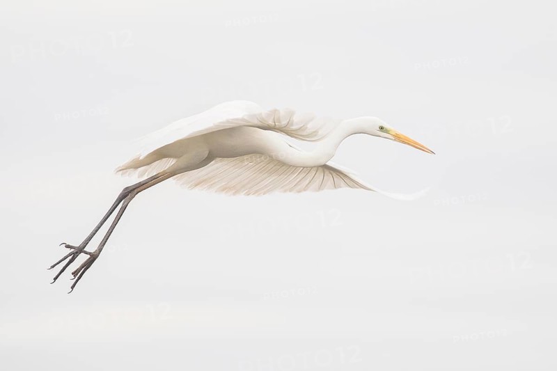 Great Egret (Ardea alba) flying, Subotica, Serbia