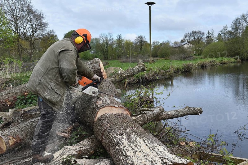 Felling trees with a chainsaw, Schleswig-Holstein, Germany