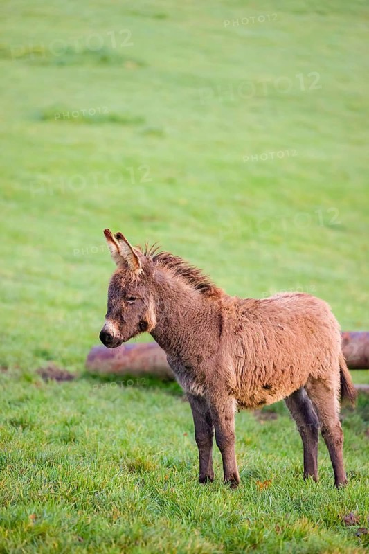 A domestic donkey, Equus (africanus) asinus stands on a green paddock
