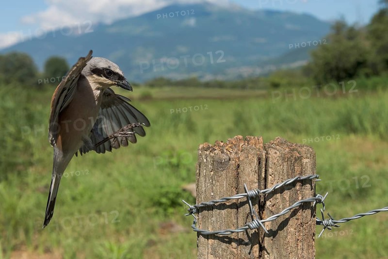 Red-backed Shrike (Lanius collurio) male approaching a post, Aosta Valley, Italy