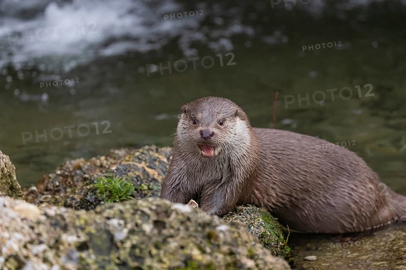 One Eurasian otter (Lutra lutra), sitting on a rock and feeding on a fisch. A little cascade in the background