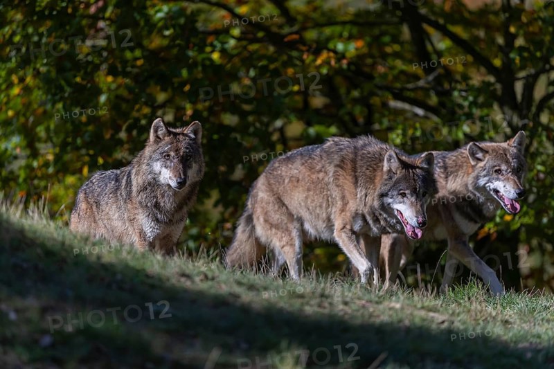 Three eurasian gray wolf (Canis lupus lupus) walking up a hill on green grass with a forest in fall colours in the background