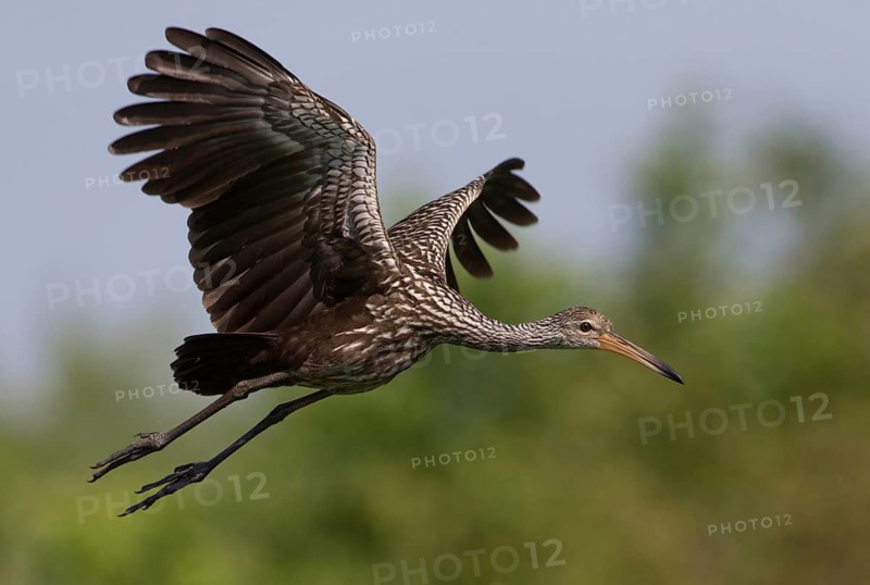 Limpkin (Aramus guarauna) flying, Florida, USA