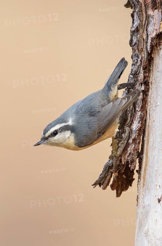 Red-breasted Nuthatch (Sitta canadensis), Alaska, USA