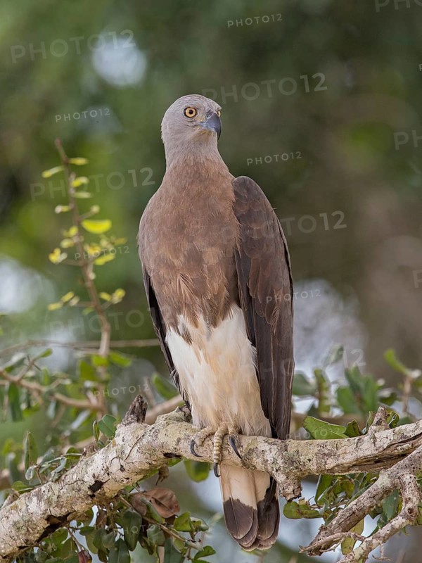 Grey-headed Fish Eagle (Haliaeetus ichthyaetus), Sri Lanka