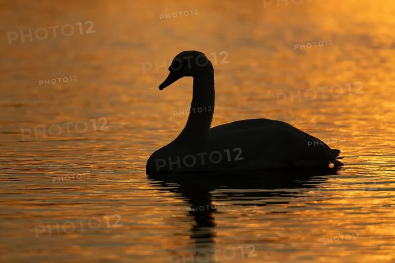 Mute swan (Cygnus olor) silhouette of an adult bird on a lake at sunset, England, United Kingdom