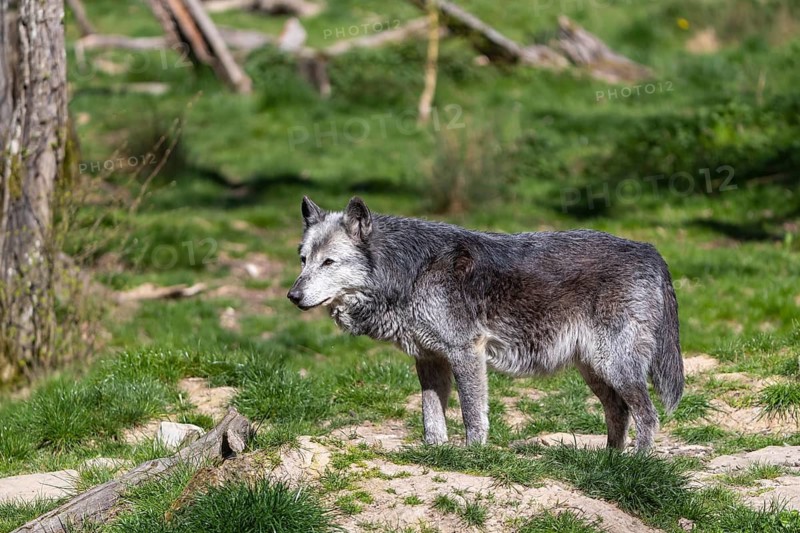 One Timberwolf, Canis lupus lycaon, standing in an opening of a forest on green grass in bright sunlight