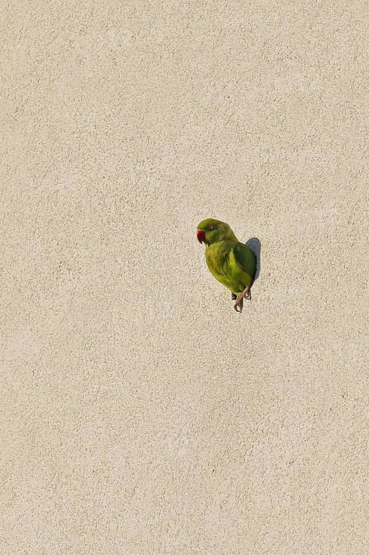 Rose-ringed Parakeet (Psittacula krameri) at nesting hole in house front, Baden-Wuerttemberg, Germany