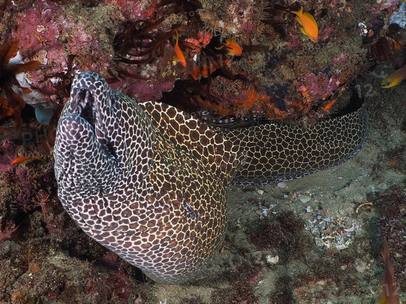 Reticulated moray eel (Gymnothorax favagineus Gymnothorax permistus)