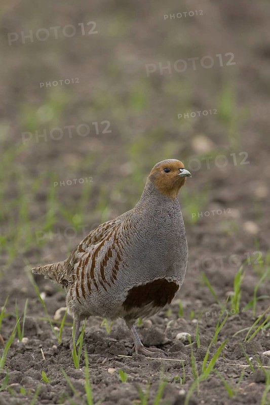 Grey Partridge (Perdix perdix) male, Lake Neusiedl, Austria