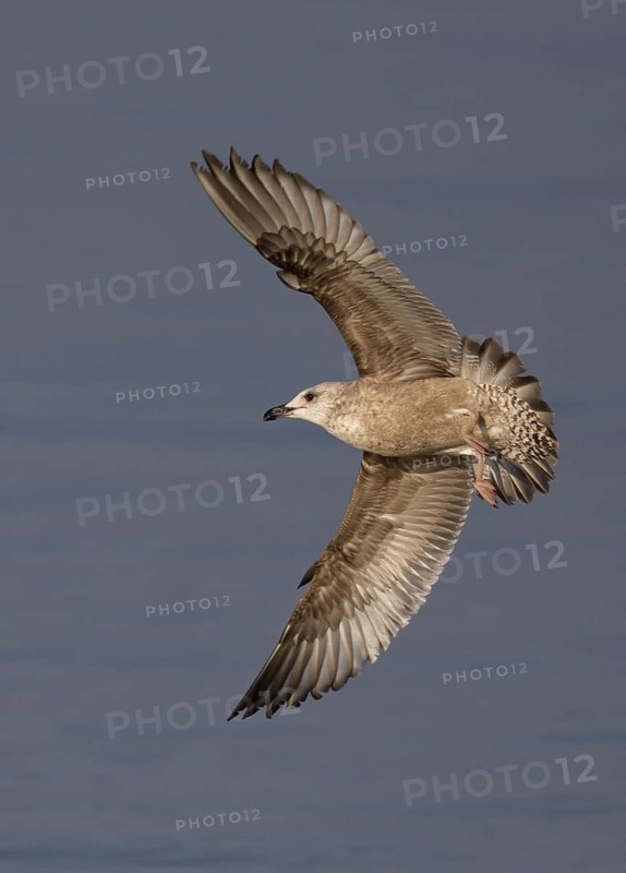 American Herring Gull (Larus smithsonianus) flying, Ohio, USA
