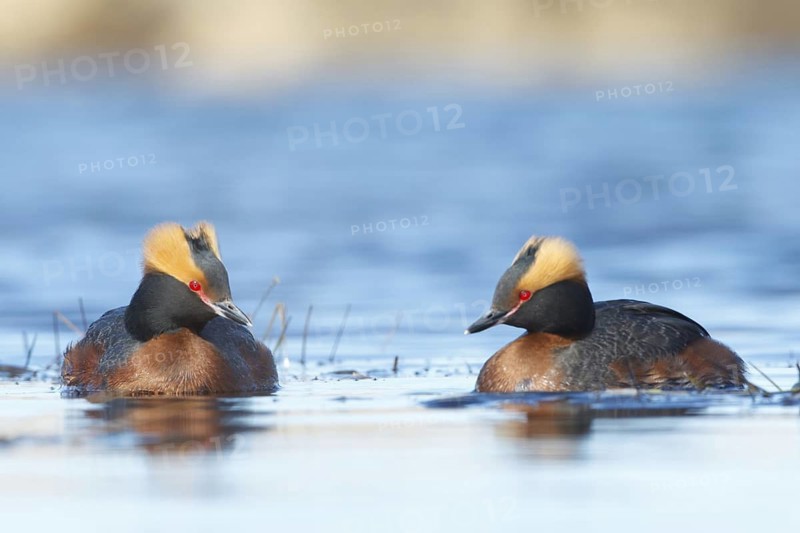 Horned Grebe (Podiceps auritus) pair, Myvatn, Iceland