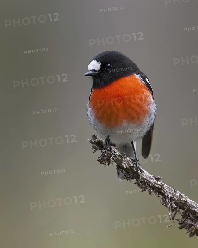 Scarlet Robin (Petroica boodang) male, Victoria, Australia