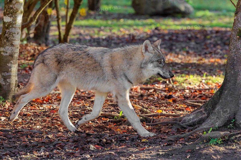 A young grey wolf (Canis lupus lupus) runs through the forest on a sunny day