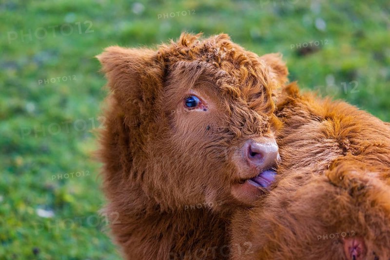 One Highland calf (Bos (primigenius) taurus) licks clean himself