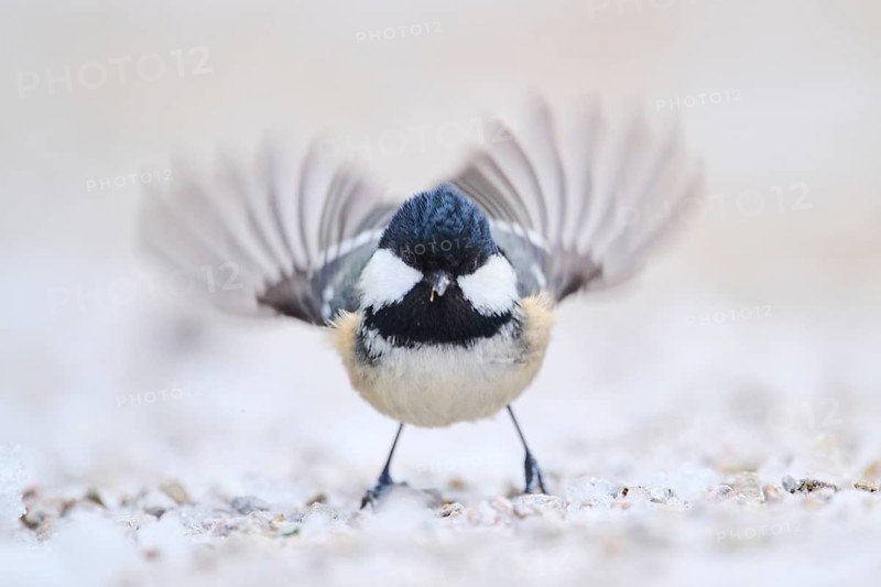 Coal tit (Periparus ater) on the ground in the snow in winter, Bavaria, Germany