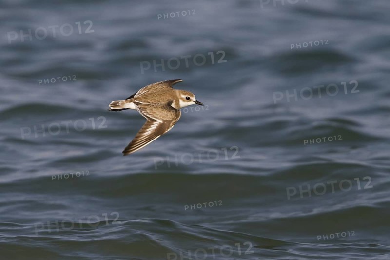 Lesser Sand Plover (Charadrius mongolus) flying, Oman
