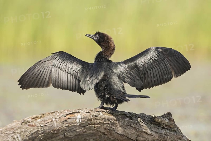 Pygmy Cormorant (Microcarbo pygmeus), Hungary