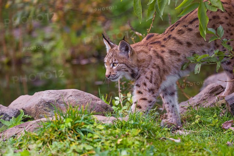 A Eurasian lynx, (Lynx lynx) runs through vegetation close to a pond