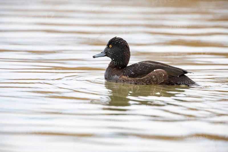 Tufted Duck (Aythya fuligula) wbl Germany