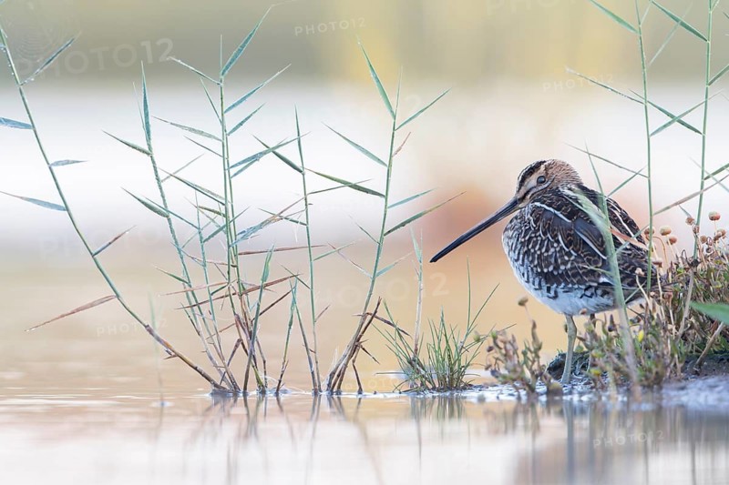 Common Snipe (Gallinago gallinago), Groningen, Netherlands