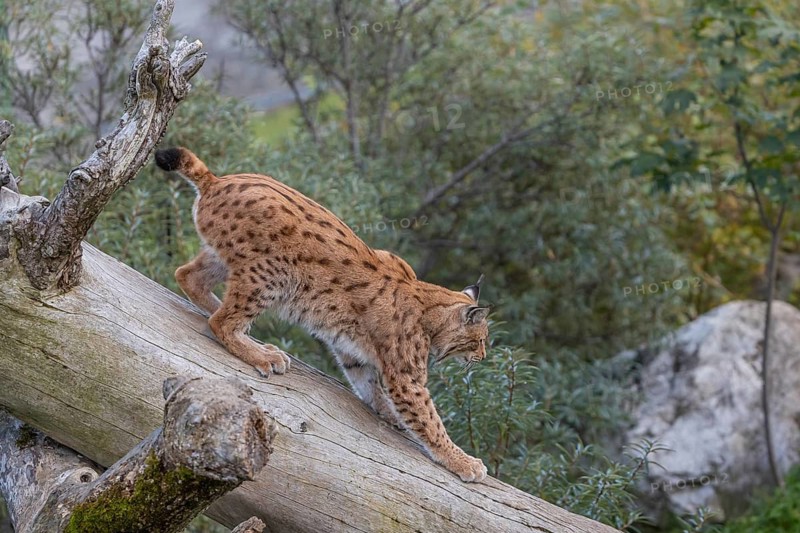 One Eurasian lynx, (Lynx lynx), walking down a fallen tree. Side view with green vegetation in the background