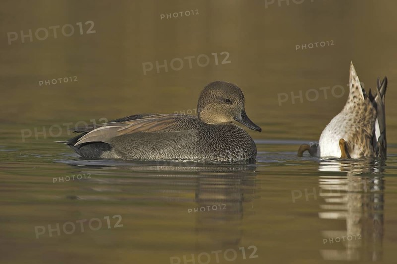 Gadwall (Mareca strepera) male, Ontario, Canada