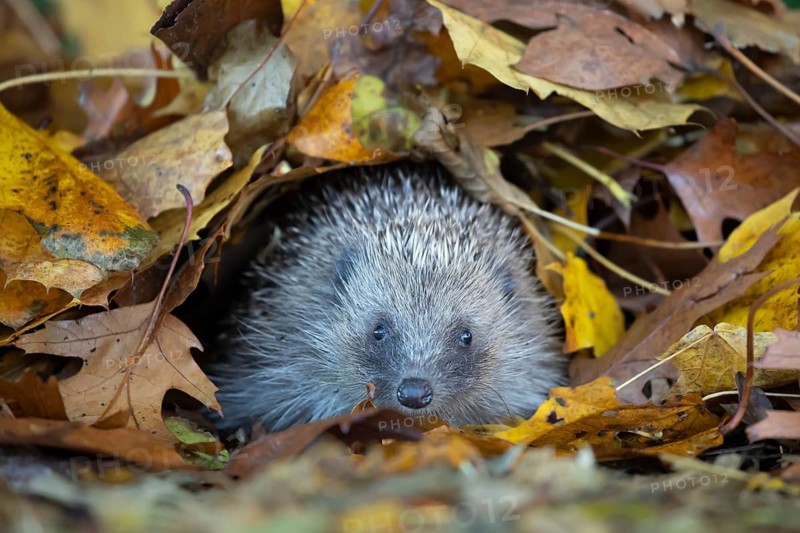 European hedgehog (Erinaceus europaeus) adult animal emerging from a pile of fallen autumn colour leaves during hibernation in a garden, Suffolk, England, United Kingdom