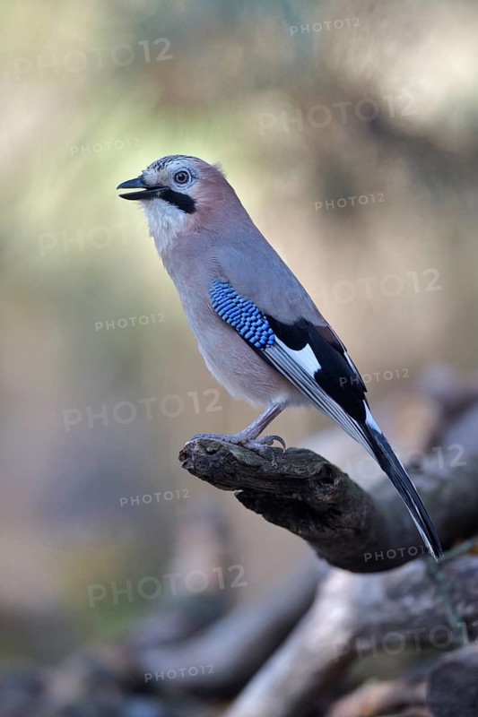 Eurasian Jay (Garrulus glandarius), Netherlands