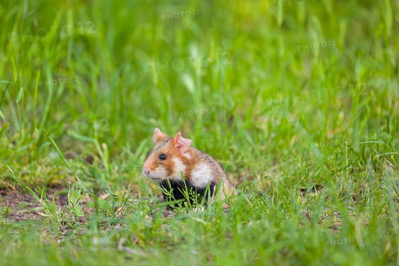 A European hamster (Cricetus cricetus), Eurasian hamster, black-bellied hamster or common hamster, collects herbs, grass and daisies on a meadow