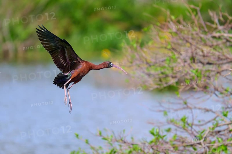 Glossy ibis, (Plegadis falcinellus), flying near a lake surrounded by greenery, Wakodahatchee Wetlands, Delray Beach, Florida, USA