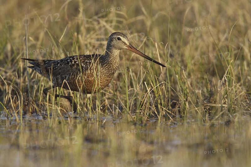 Hudsonian Godwit (Limosa haemastica) male, Manitoba, Canada