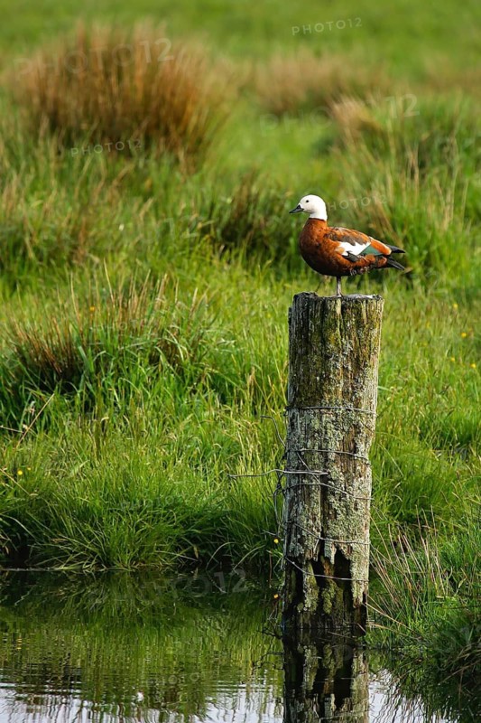 Paradise Shelduck (Tadorna variegata) female, South Island, New Zealand