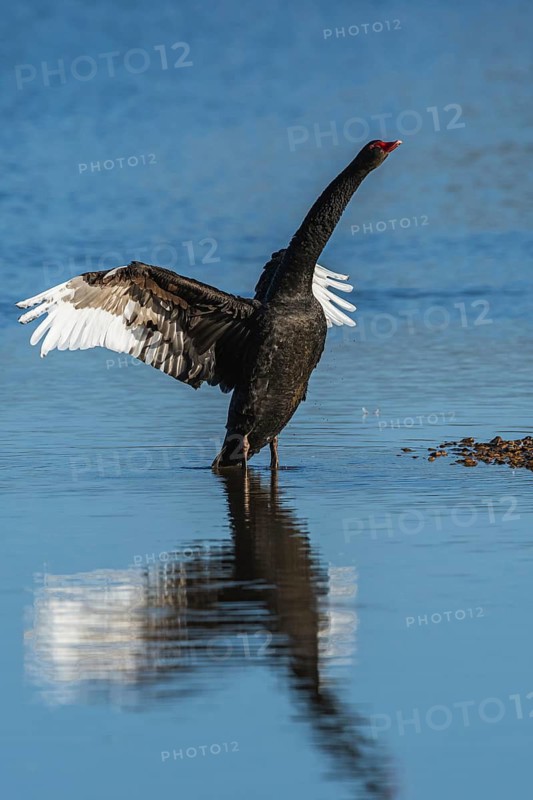 Black Swan, Cygnus atratus, bird on winter marshes