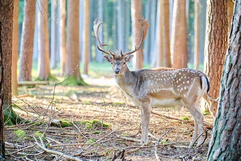 European fallow deer (Dama dama) buck in a forest, Bavaria, Germany