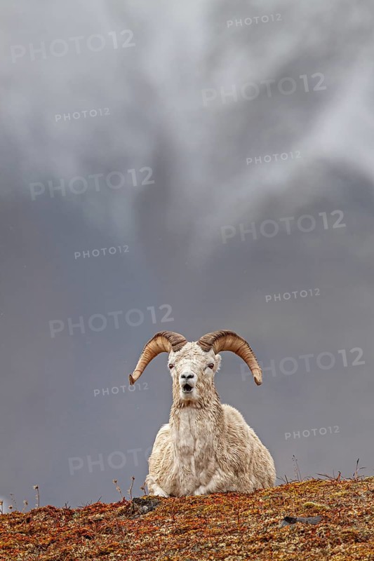 Dall sheep, Alaska snow sheep, Ovis dalli, lying in front of snowy mountains, frontal, Brooks Range, Alaska, USA