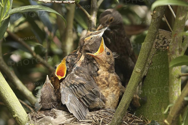Common Blackbird (Turdus merula) with chicks, Lower Saxony, Germany
