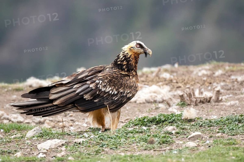 Bearded Vulture (Gypaetus barbatus), Aragon, Spain