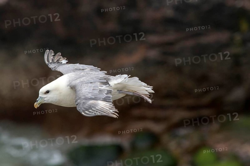 Northern Fulmar (Fulmarus glacialis) flying, Saltee Islands, Ireland