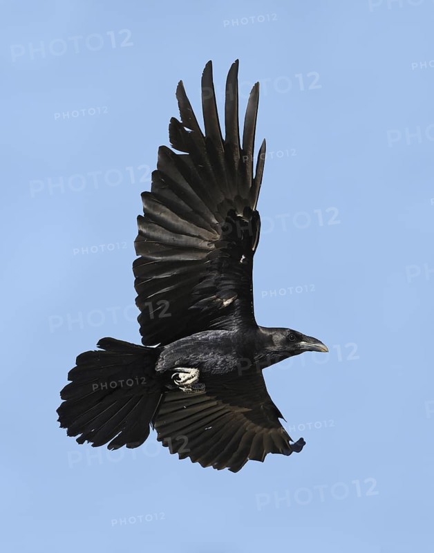 Northern Raven (Corvus corax) flying, Texas, USA