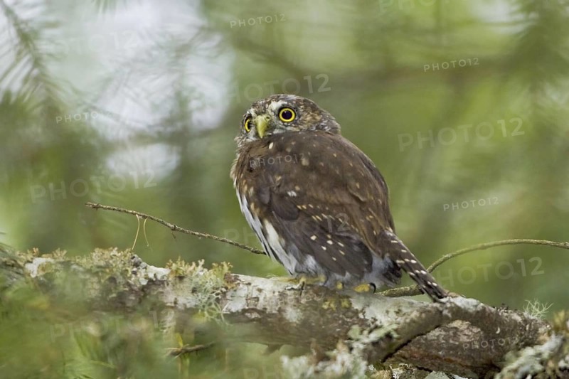 Northern Pygmy Owl (Glaucidium californicum), British Columbia, Canada