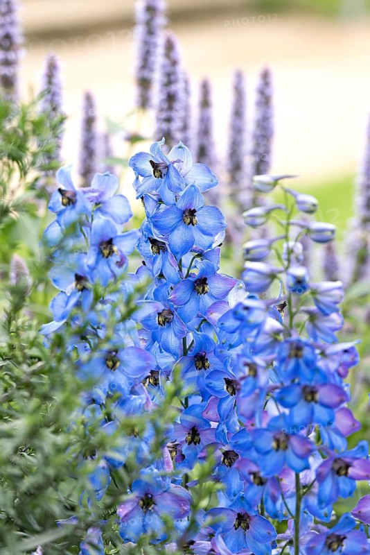 Delphinium (Delphinium 'Ouverture')