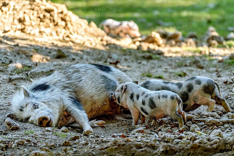 Pot-bellied pig (Sus scrofa f. domestica), large mother, sow, suckling newborn young, piglets, in stony terrain, Poing Wildlife Park, Upper Bavaria, Bavaria, Germany